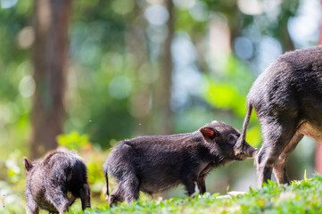 sus scrofa in the forest, Thailand