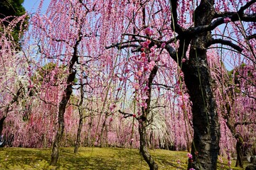 Plum blossoms in Jonangu Shrine in Kyoto, Japan
