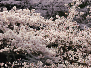 【春】桜の花　ソメイヨシノ
