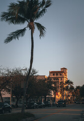 Obraz premium palm trees at sunset Miami Beach 