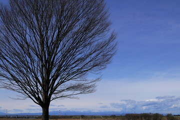 日本・埼玉の春