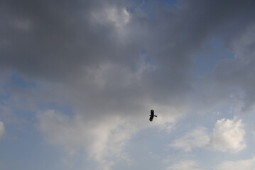 bird in the sky