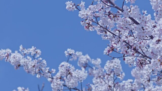 Native bees feeding on fully bloomed cherry blossoms