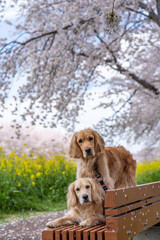 青毛堀川／ゴールデンレトニエル