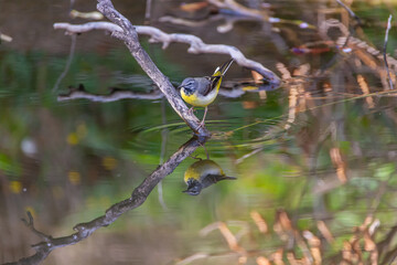 Reflections of a grey wagtail