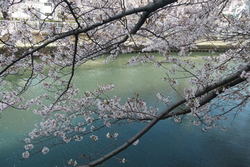 Sakura - Japanese Cherry Blossom