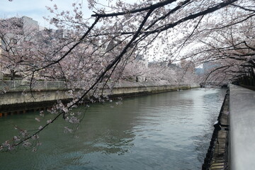 Sakura - Japanese Cherry Blossom