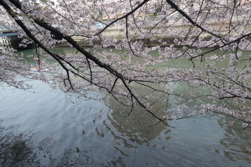 Obraz na płótnie Canvas Sakura - Japanese Cherry Blossom