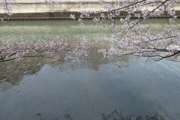 Sakura - Japanese Cherry Blossom
