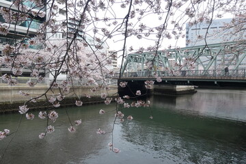 Sakura - Japanese Cherry Blossom