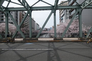 Sakura - Japanese Cherry Blossom