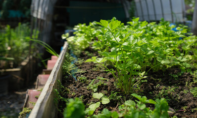 Fresh organic celery in the organic garden behind the house. planting non-toxic vegetables concept