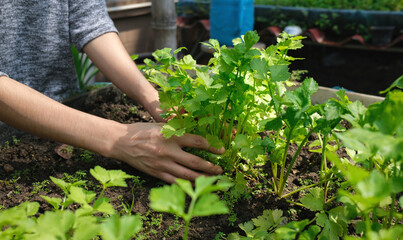 Woman picking up fresh vegetable harvest in the organic garden behind the house. planting non-toxic vegetables concept