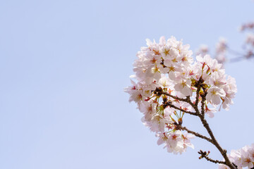 桜