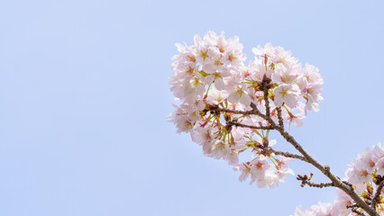 桜