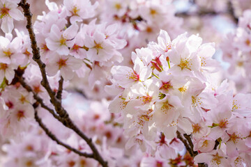 桜