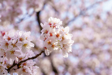 桜