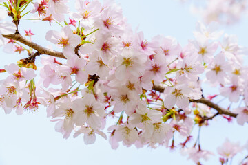 Fototapeta premium 桜