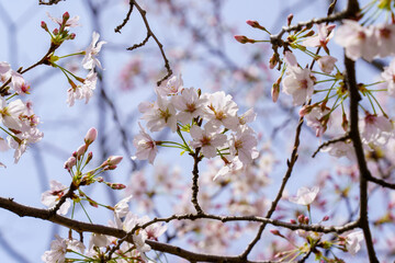 桜