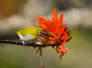 Oriental white eye 