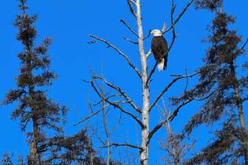 Bald eagle with bright blue sky