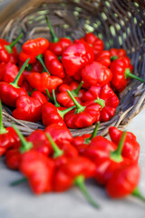 Harvest basket filled with fresh, red ripe organically homegrown Brazilian starfish hot chili peppers