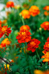 French double brocade red marigolds in bloom in a summer garden - 496566316