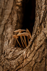 Mushrooms growing in the tree