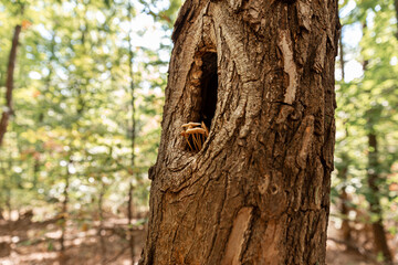 Obraz premium Mushrooms growing in the tree