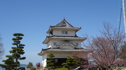 Fototapeta premium 香川県に現存する天守を持つ丸亀城と桜 Marugame Castle and cherry blossoms with existing castle tower in Kagawa Prefecture