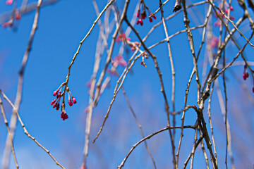 しだれ桜のつぼみ