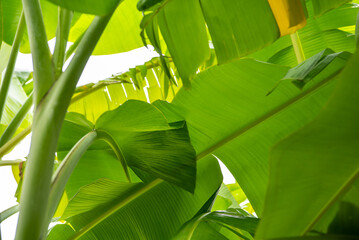 Greenery background nature plant and leaf (Banana) © NongEngEng