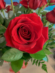 Red rose in bouquet isolated with depth of field.