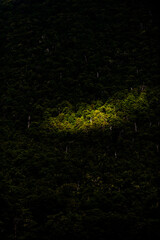 Fototapeta na wymiar Green native forest in New Zealand