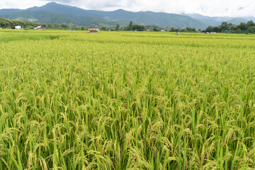 Green Terraced Rice Field. rice is growing in the field background