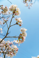 青空に映えるソメイヨシノの花びら