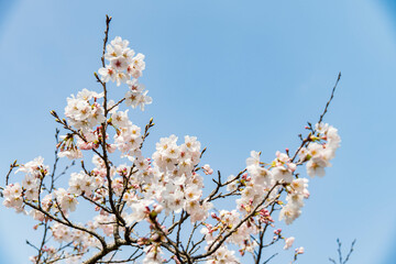 青空に映えるソメイヨシノの花びら