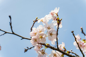 青空に映えるソメイヨシノの花びら
