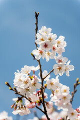 青空に映えるソメイヨシノの花びら