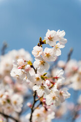 Obraz premium 青空に映えるソメイヨシノの花びら