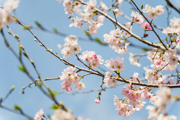 淡いピンクが可愛い桜の花