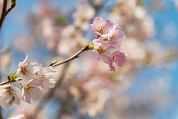 淡いピンクが可愛い桜の花