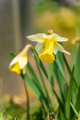 光を浴びて輝くスイセン
