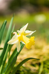 光を浴びて輝くスイセン