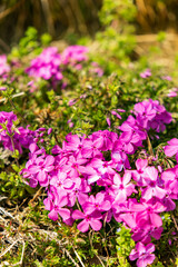 明るい日差しを浴びてかわいい芝桜