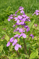 淡い紫色の花オオアラセイトウ
