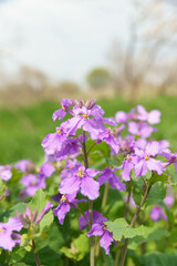 淡い紫色の花オオアラセイトウ