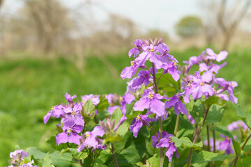 淡い紫色の花オオアラセイトウ