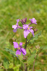 Obraz premium 淡い紫色の花オオアラセイトウ