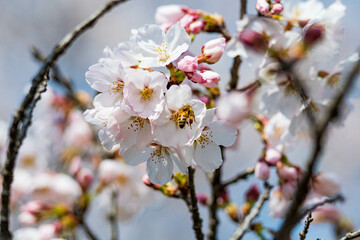 青空に映えるソメイヨシノの花